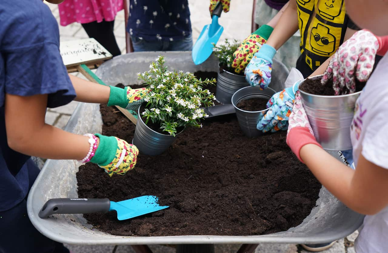 A group of people wearing garden gloves, potting plants into soil.