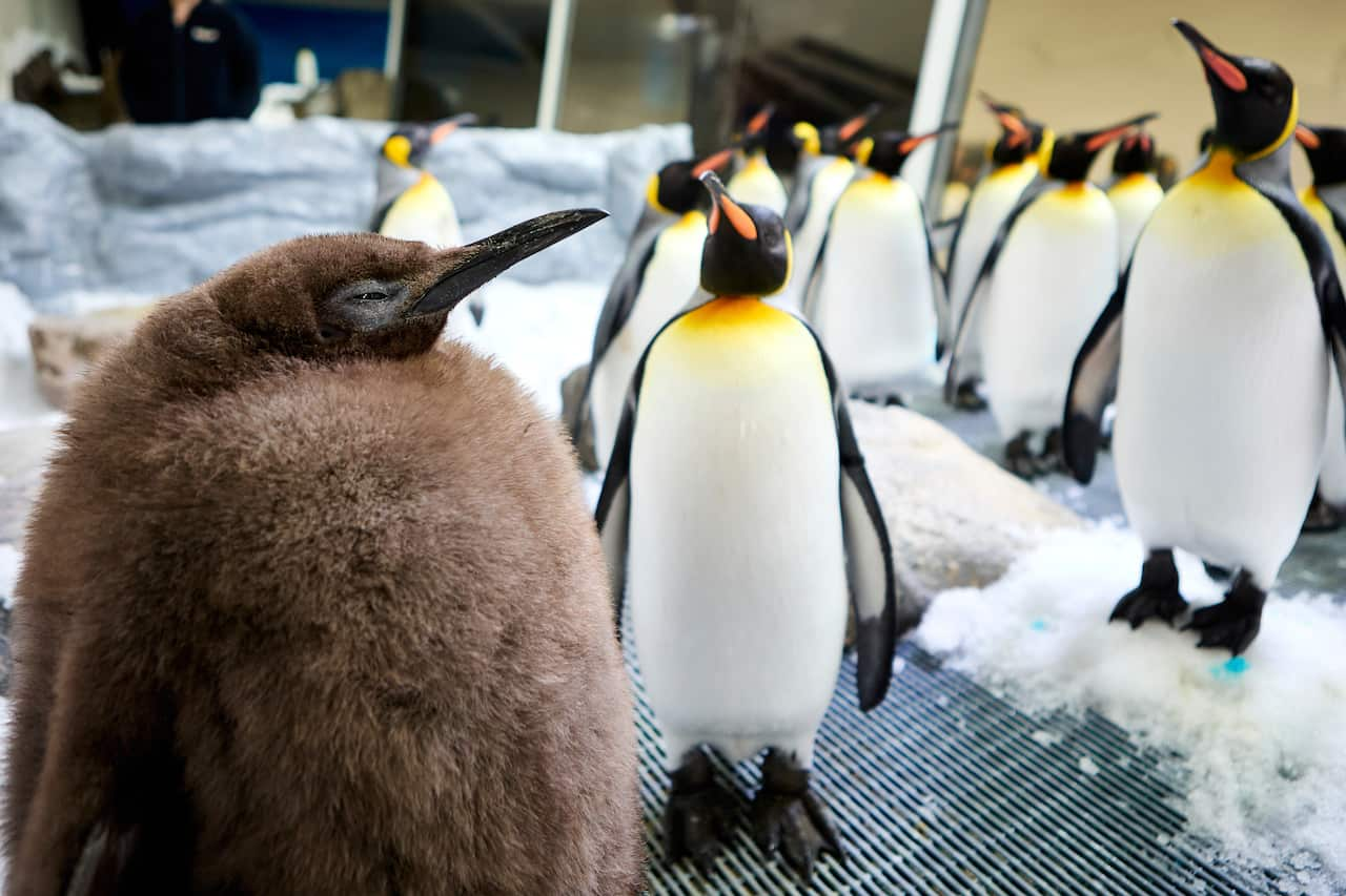 A large fluffy brown penguin and several other white penguins