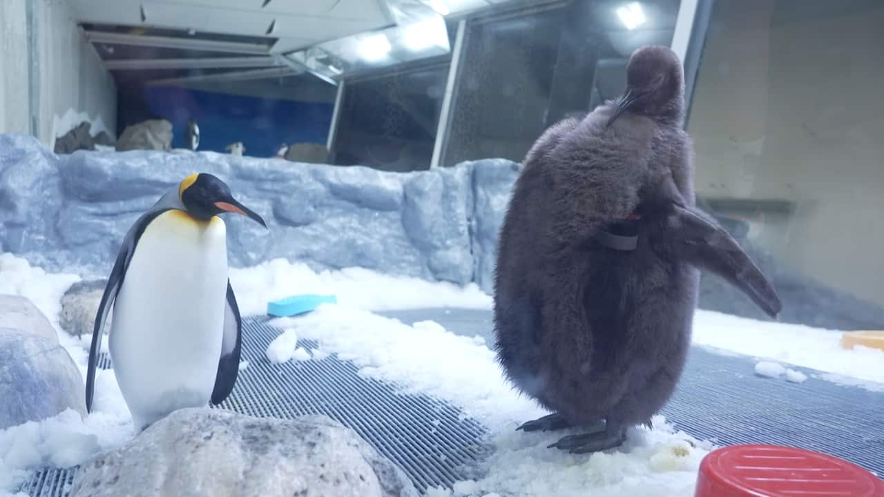 Two penguins in an enclosure