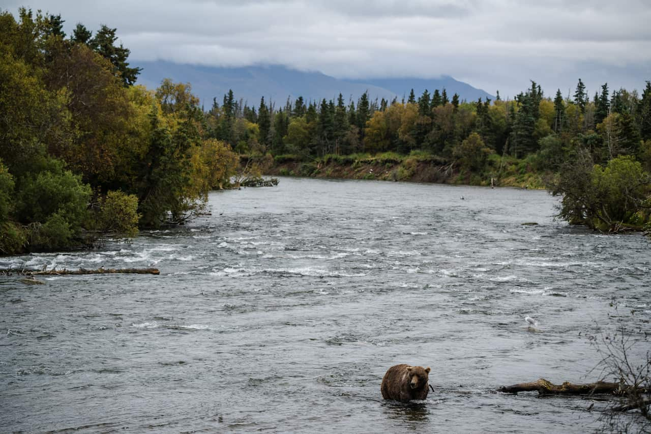 A brown bear stands in a river. There are trees on each bank in the background