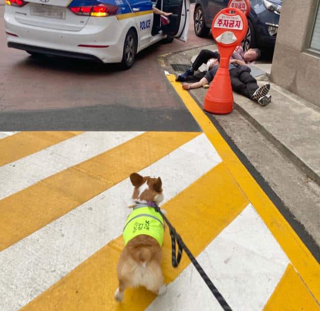 A dog walking on a street, with people lying on the sidewalk.