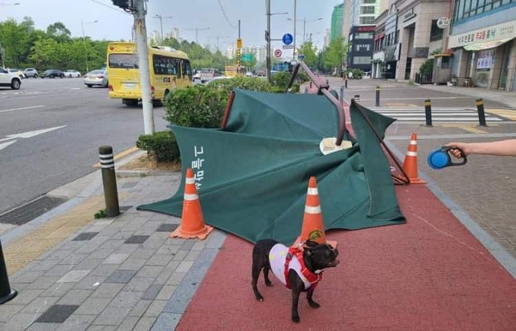 A dog standing in front of a collapsed umbrella.