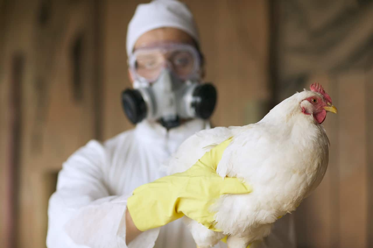 A person wearing a hazmat suit holding a chicken